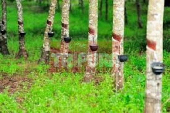 Digital move: Rubber Board introduce mobile facility to address the grievances of rubber growers Digital move: Rubber Board introduce mobile facility to address the grievances of rubber growers